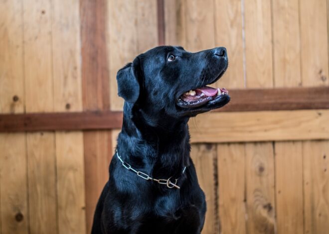 10 Reasons Why Black Cocker Spaniels Make the Perfect Pet