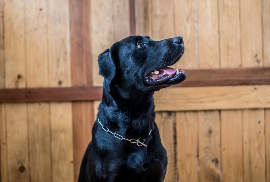 10 Reasons Why Black Cocker Spaniels Make the Perfect Pet